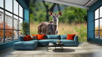 Majestic Mountain Nyala grazing peacefully in a vibrant grass field Wall mural