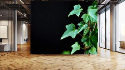 Vibrant Ivy Vine with Delicate Leaves Against a Bold Black Background Symbolizing Nature and Growth Wall mural