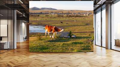 cow on the meadow Wall mural