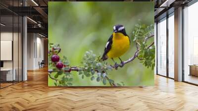 Yellow rumped flycatcher Weng Wall mural