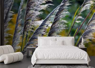 Wild reed flower detail at sunset,  sun rays shining through dry reed grasses Wall mural