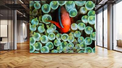 PG Island, Oriental Mindoro Province, Philippines - Close-up of marine life Wall mural