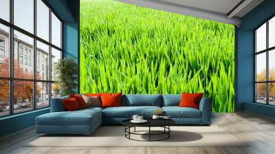 Green wheat fields, vigorous growth of wheat seedlings. Wall mural