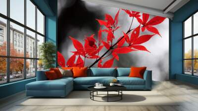 red autumn leaves Wall mural