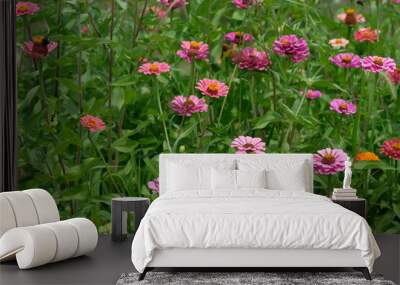 Zinnia flowers in full bloom in the garden Wall mural