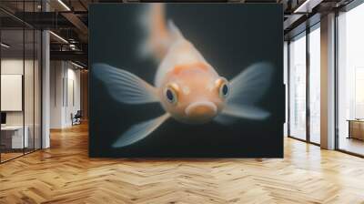 fish in aquarium Wall mural