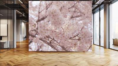 Yangjaecheon cherry blossoms in full bloom Wall mural