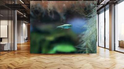 Golden tetra Wall mural