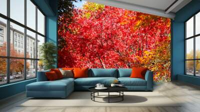 the spectacular scenery of maple trees with beautiful autumn leaves Wall mural