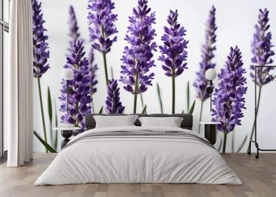 lavender flowers isolated on white background, bunch of lavender, bouquet of lilac Wall mural