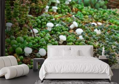 Small white mushrooms between grass2 Wall mural